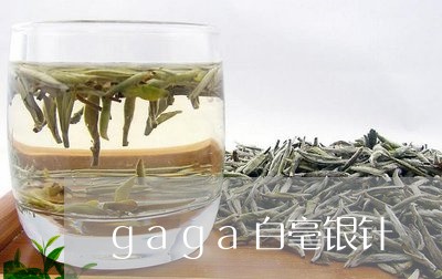 gaga白毫银针/2023061447159