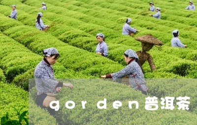 gorden普洱茶/2023120525148