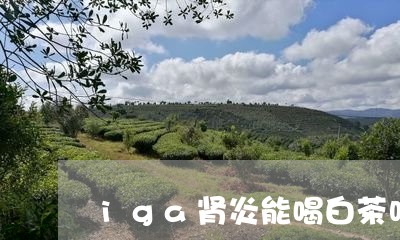 iga肾炎能喝白茶吗/2023092720614