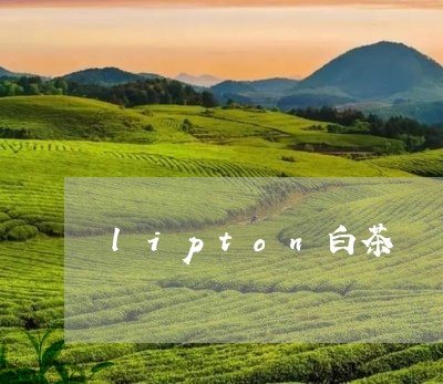 lipton白茶/2023061438261