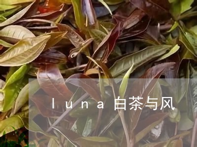 luna白茶与风/2023061419593