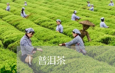 l普洱茶/2023110886158