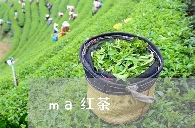 ma红茶/2023110972916