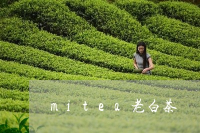 mitea老白茶/2023061476283