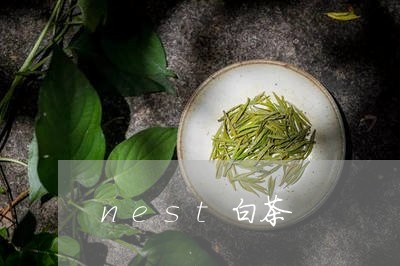 nest白茶/2023051274049