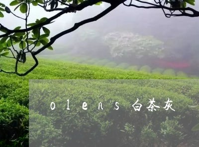 olens白茶灰/2023061470504