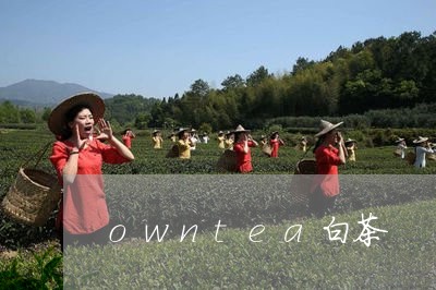 owntea白茶/2023061496049