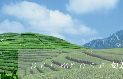 primrose白茶/2023092755260