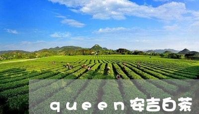 queen安吉白茶/2023121672615