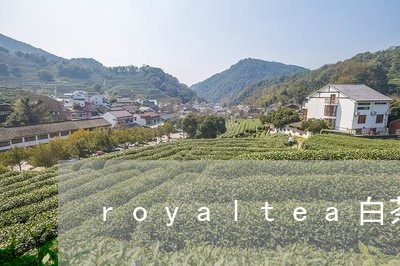 royaltea白茶/2023092724920