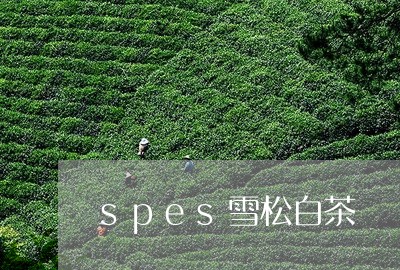 spes雪松白茶/2023061451716