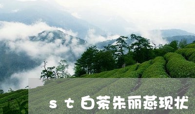 st白茶朱丽燕现状/2023121642815