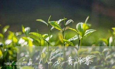 t120普洱茶/2023081862827