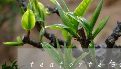 teaforte白茶/2023092716047