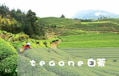 teaone白茶/2023061406151