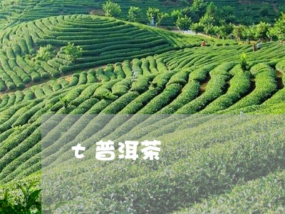 t普洱茶/2023110883036