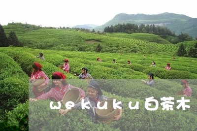 wekuku白茶木/2023121629581