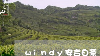 windy安吉白茶/2023071402726