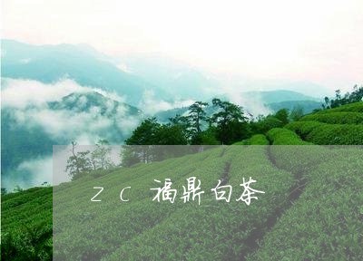 zc福鼎白茶/2023111638269