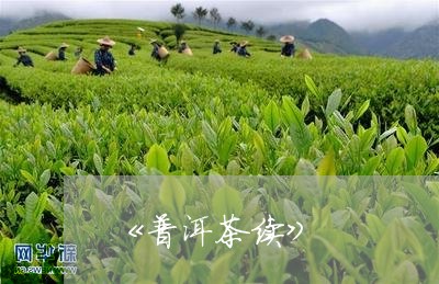 《普洱茶续》/2023042801680