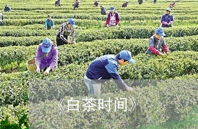 《白茶时间》/2023051275826