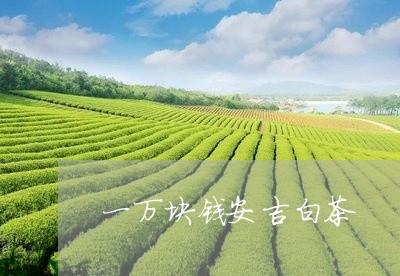 一万块钱安吉白茶/2023061405080