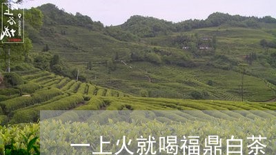 一上火就喝福鼎白茶/2023120305139