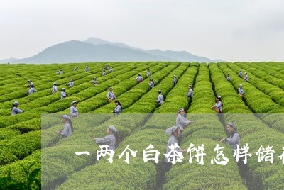 一两个白茶饼怎样储存/2023092738471