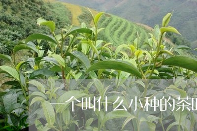 一个叫什么小种的茶叶/2023061139572