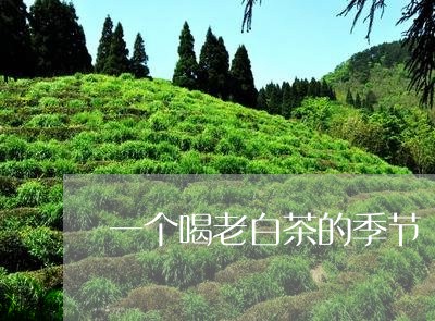 一个喝老白茶的季节/2023121698350