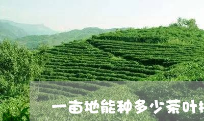 一亩地能种多少茶叶树/2023092369683