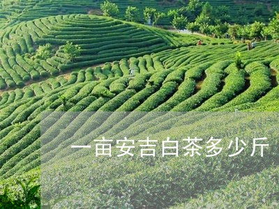 一亩安吉白茶多少斤/2023121682814