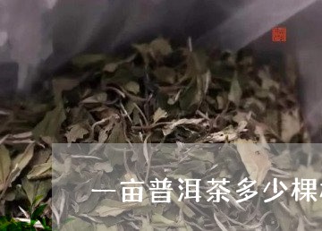 一亩普洱茶多少棵树种好/2023103142917