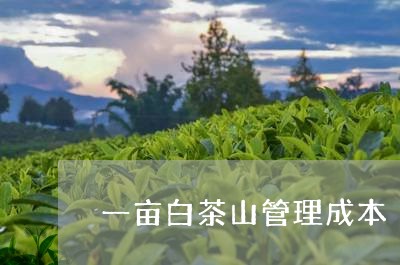 一亩白茶山管理成本/2023121622806