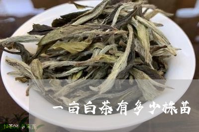 一亩白茶有多少株苗/2023071475735