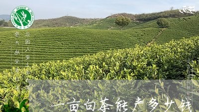 一亩白茶能产多少钱/2023071409705