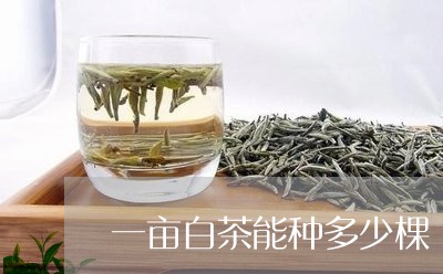 一亩白茶能种多少棵/2023121609381