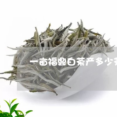 一亩福鼎白茶产多少茶青/2023092530747