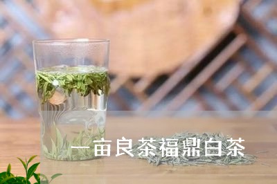 一亩良茶福鼎白茶/2023090942826