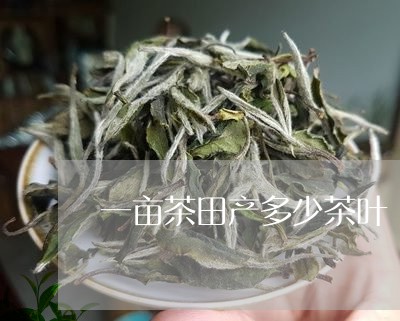 一亩茶田产多少茶叶/2023041835058