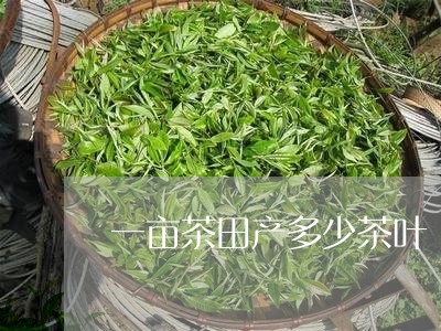 一亩茶田产多少茶叶/2023042581795