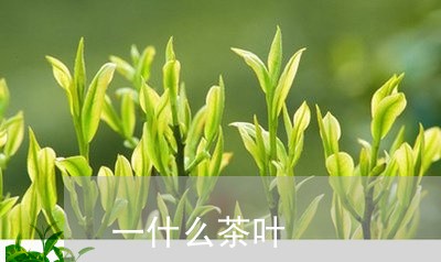 一什么茶叶/2023041849465