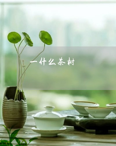 一什么茶树/2023090250714