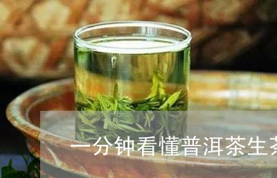 一分钟看懂普洱茶生茶/2023072270894