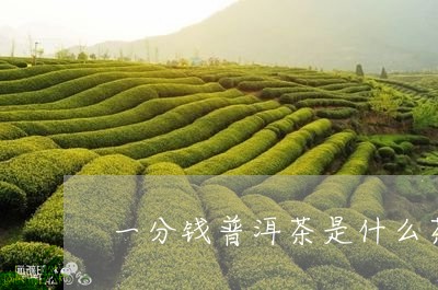 一分钱普洱茶是什么茶/2023092776415