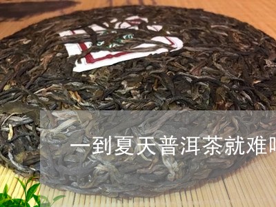 一到夏天普洱茶就难喝/2023092740794