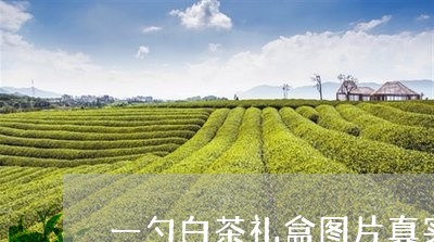 一勺白茶礼盒图片真实图/202311915