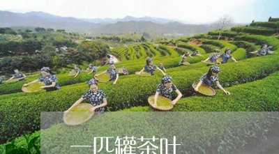 一匹罐茶叶/2023090250683