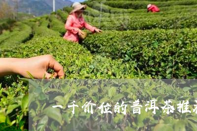 一千价位的普洱茶推荐/2023120669814