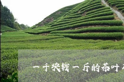 一千块钱一斤的茶叶有哪些/2023051282926